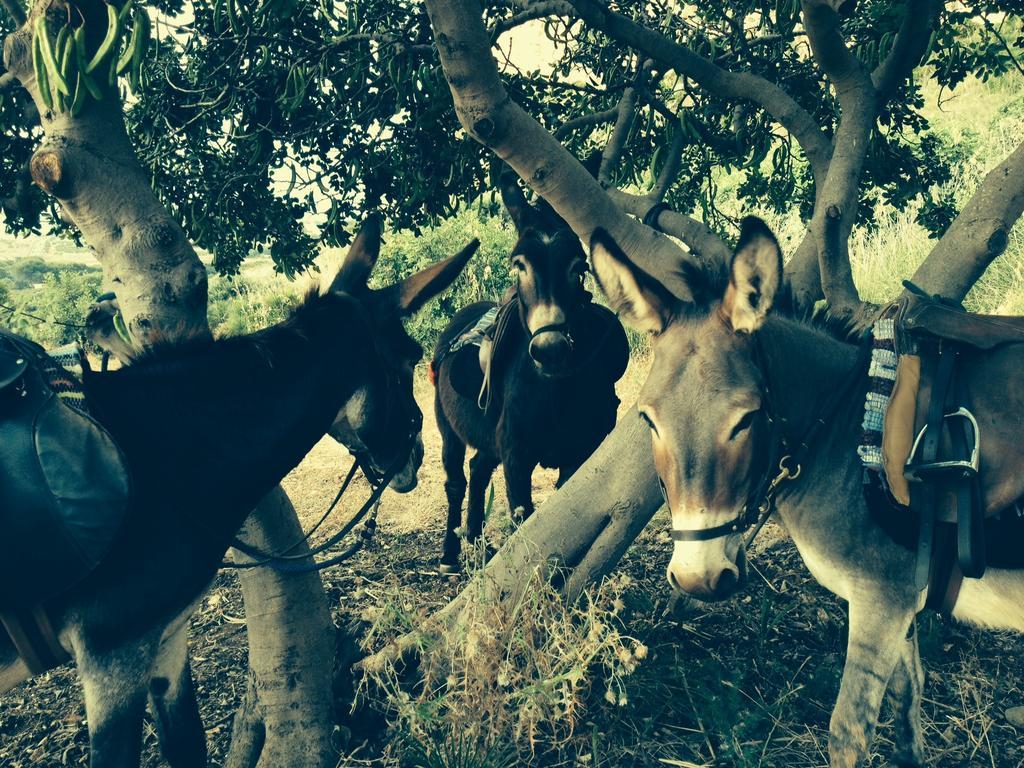 Azienda Agrituristica Tenuta Pizzolungo 埃里切 外观 照片