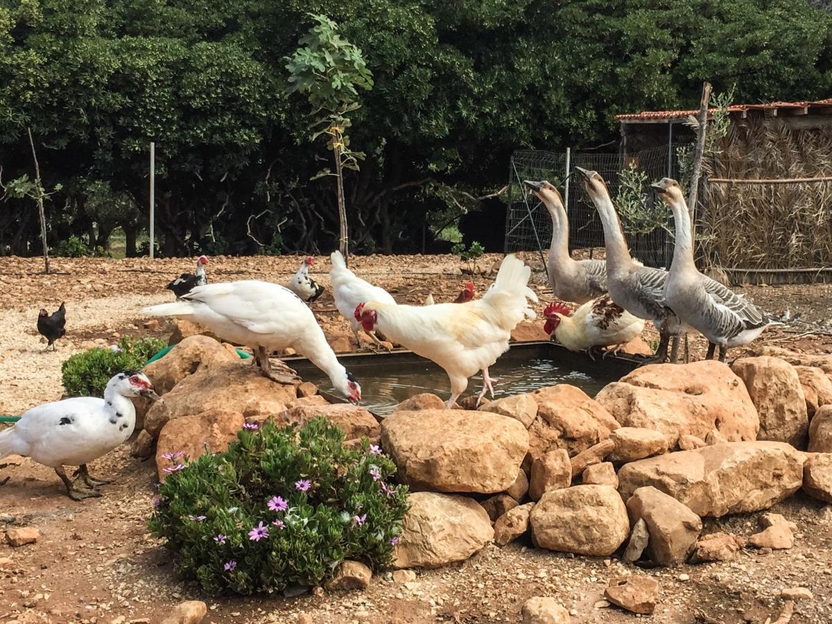 Azienda Agrituristica Tenuta Pizzolungo 埃里切 外观 照片