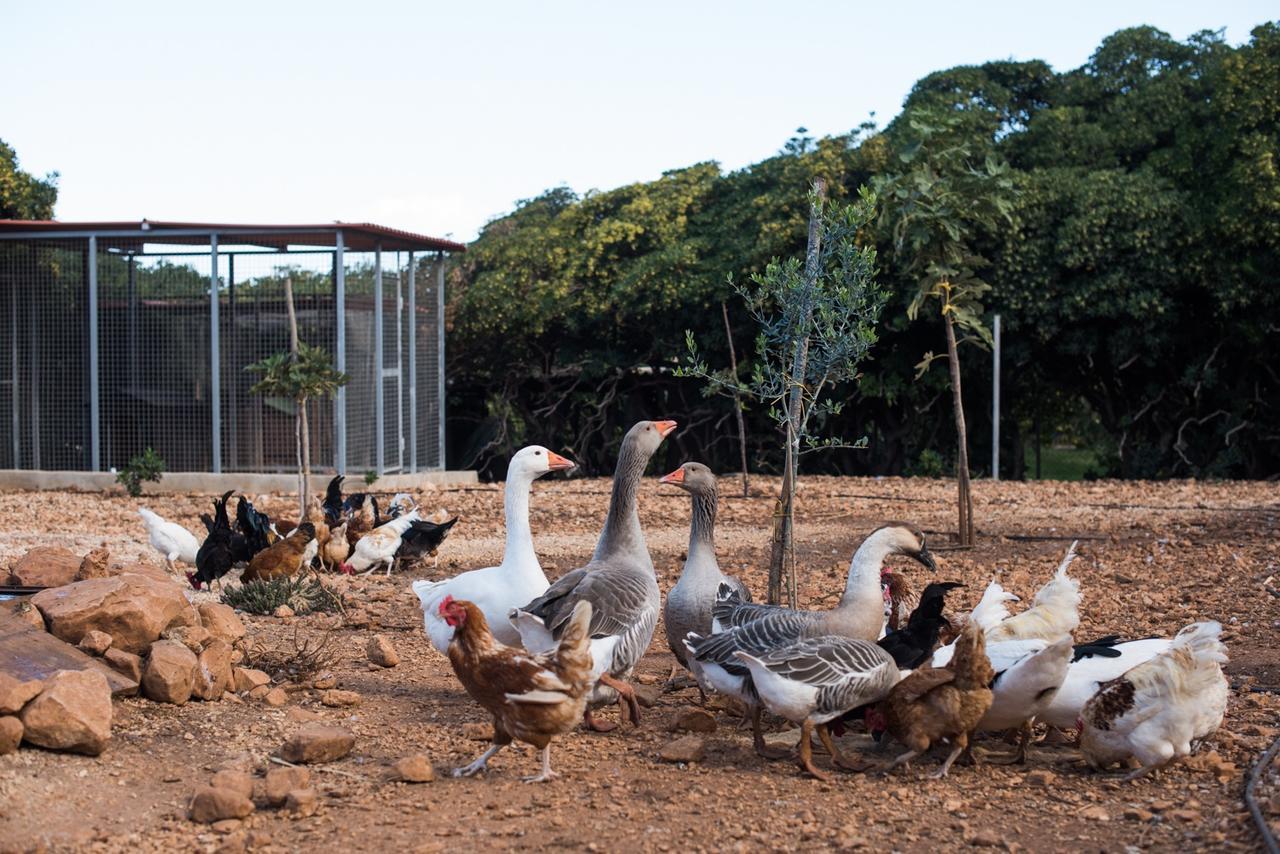 Azienda Agrituristica Tenuta Pizzolungo 埃里切 外观 照片